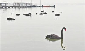 郑州北龙湖又迎“稀客” 14只黑天鹅爱上郑州